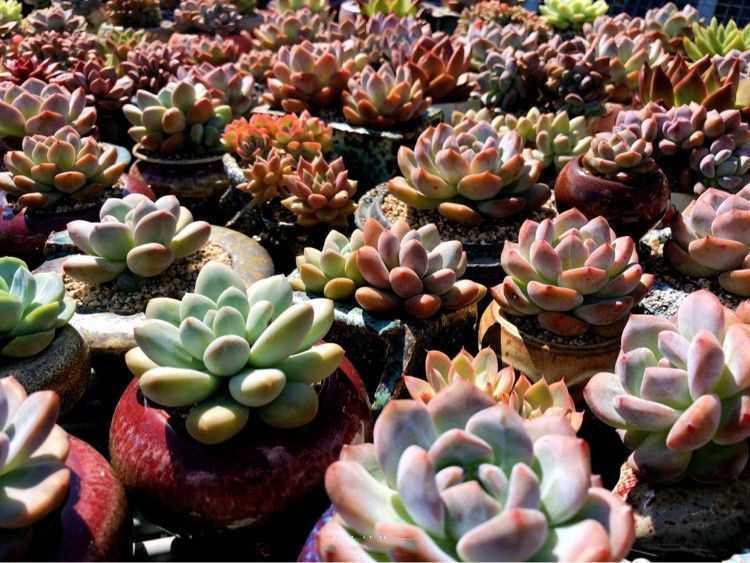 “温度”对于多肉的影响,并非看起来那么简单,一定要知晓!