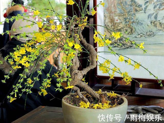 枝条|1种花,扦插就活,10天长根,能养成盆景,开成漂亮的“烟花”!