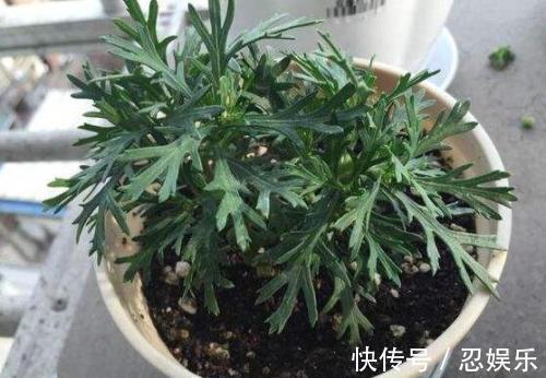 微型月季刚买回家,不会浇水,小心花苞掉光光,没花看!