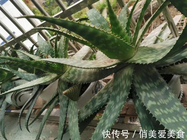 高温|10种花要控水,天热反而不能浇,一浇水就死