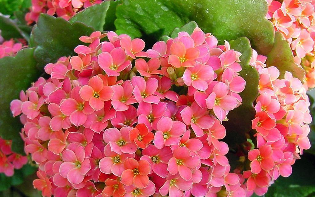 扦插|冬天扦插繁殖这九种绿植,特别容易成活,来年看花团锦簇