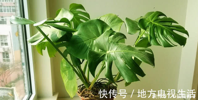 茂盛|什么营养液都不如“它”，土里埋一勺，盆土变肥沃，啥花都“茂盛”