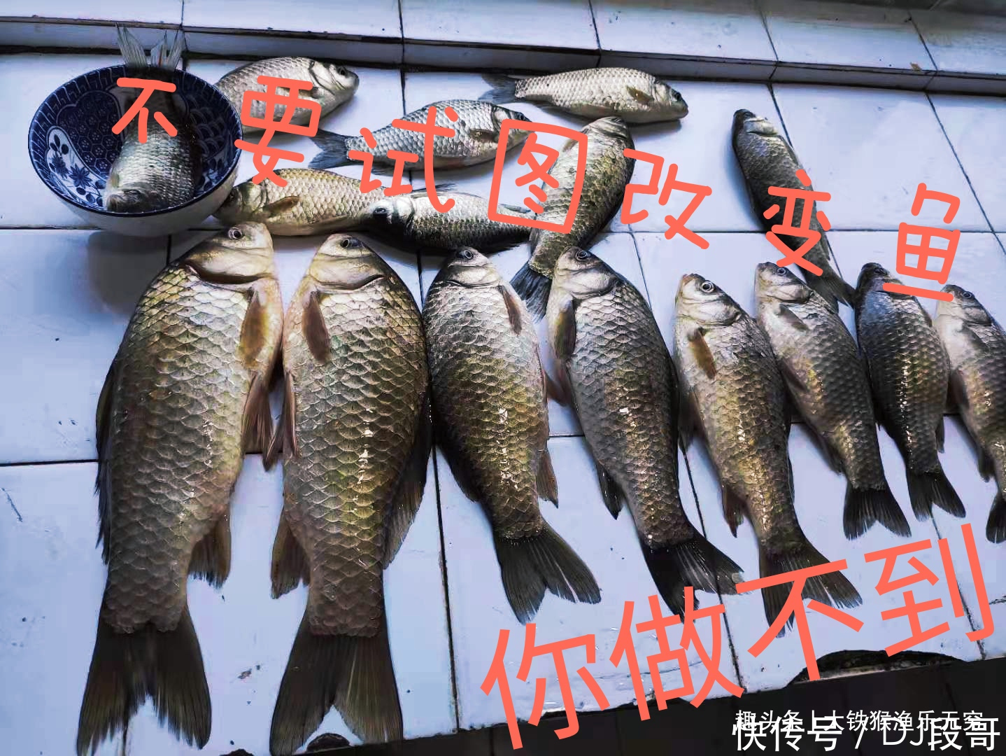 晚春野钓大板鲫的秘诀,不是我吹,用过后咬钩的都是大板鲫