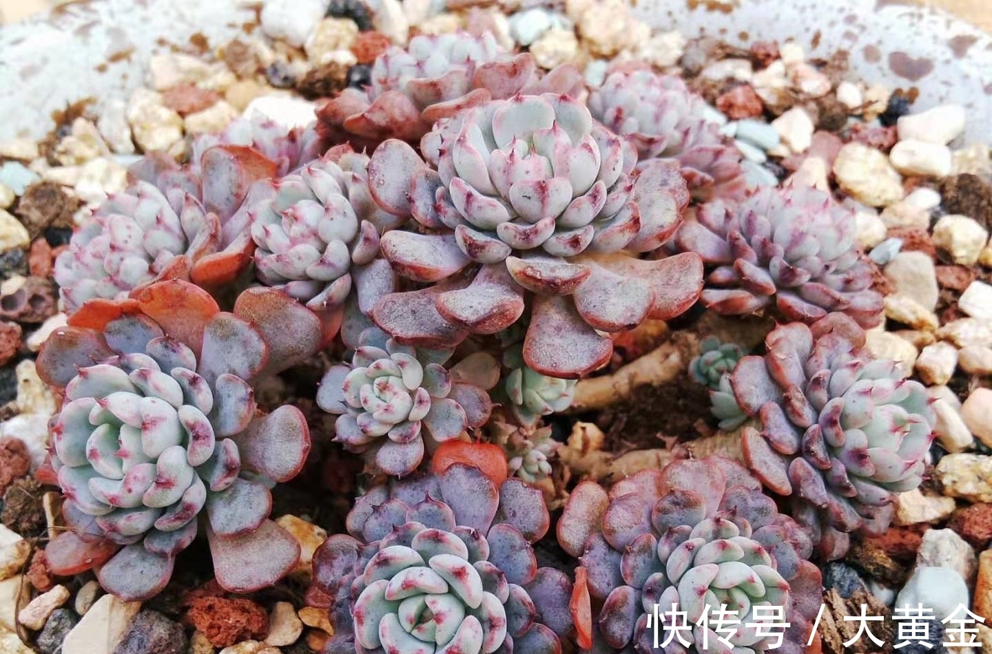 群生|网购的群生多肉散开了怎么办?不用着急,我们可以这样来解决问题