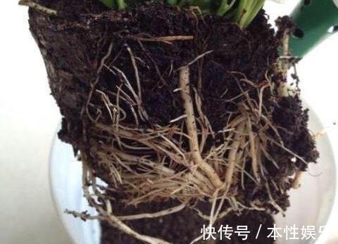 塑料袋|养花土,用一个塑料袋,轻松杀虫灭菌,花盆里一个虫子都没有