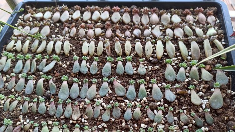 花友|河沙养花“有3大妙用”:配土透气性好、育苗和扦插成活率高