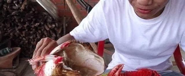 煮熟|小伙买了一只4斤重的“大螃蟹”,煮熟后打开螃蟹盖瞬间被激怒了