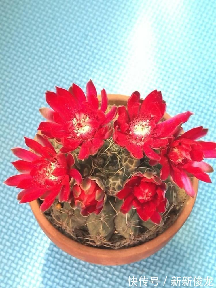 这款仙人球不一般,不甘落寞最喜欢开花,用了土壤就窜花苞