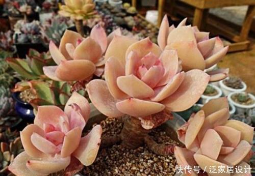 这些多肉真霸气,长势旺小盆装不下,易度夏越养越值钱