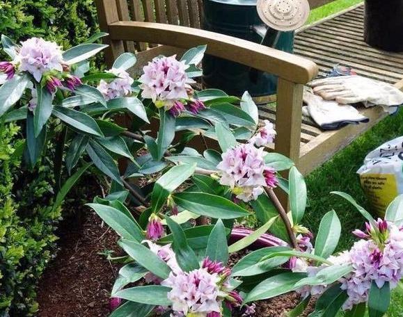 茉莉|养月季、茉莉不如盆栽金边瑞香,花期长、花朵多,花开满屋飘香