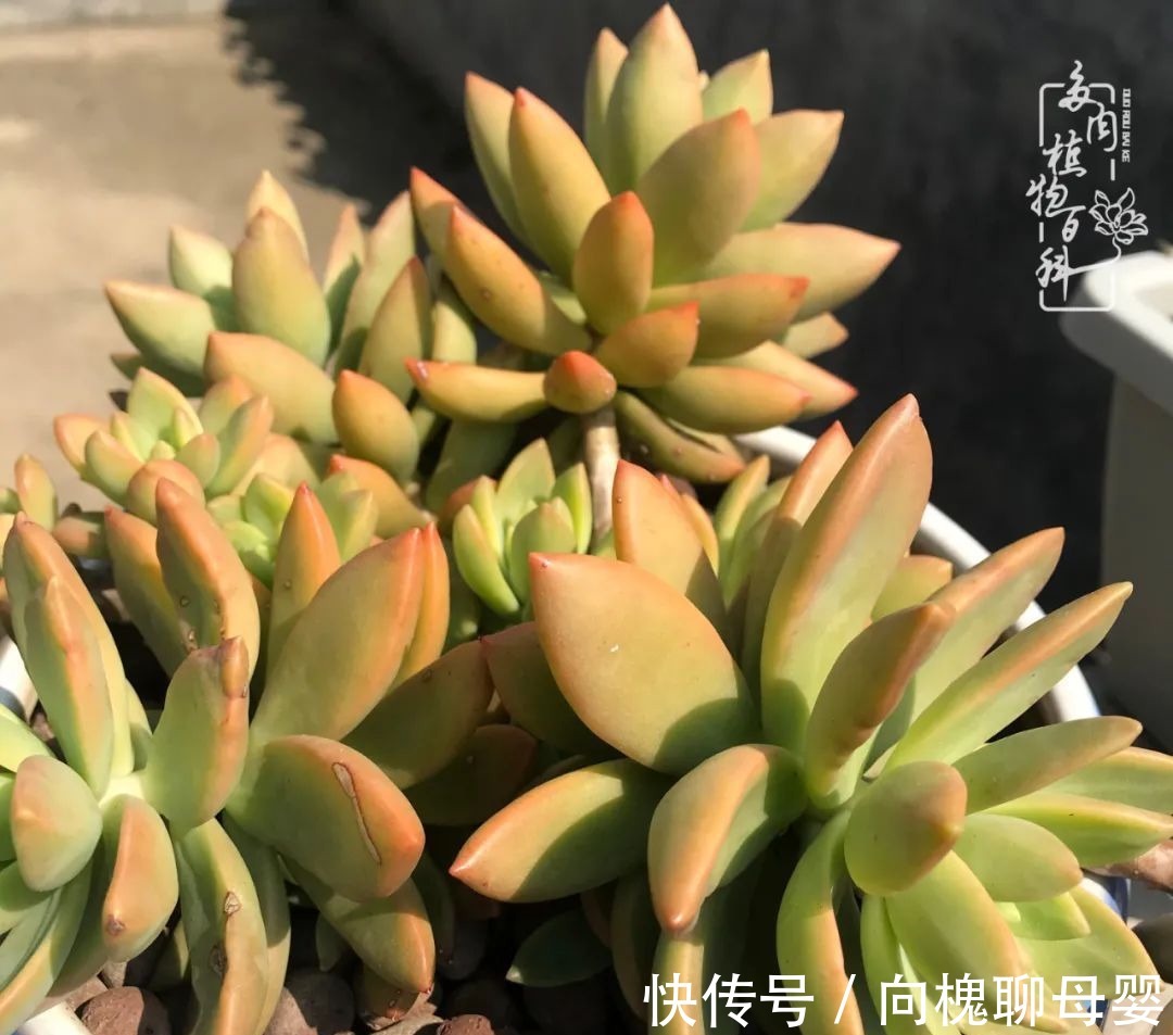 一种爱好就是一种境界,养花养多肉可以培养一个人的心境!