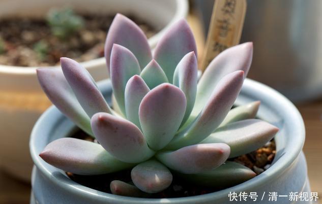 提醒肉友换盆土,你弄清楚什么时候动手合适,如何操作了吗