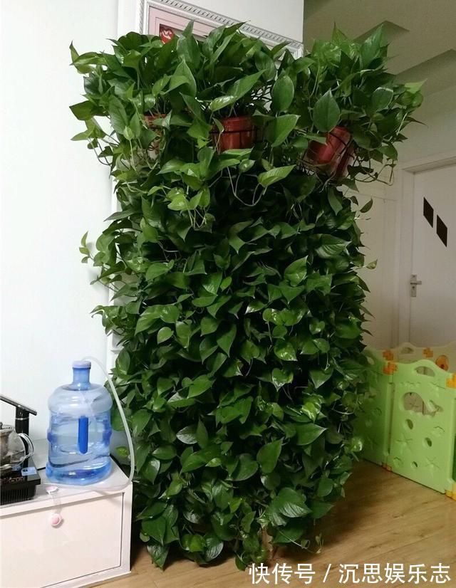 绿萝|怎样给绿萝换盆记住1个“小步骤”,新叶蹭蹭长,绿油油爬上墙