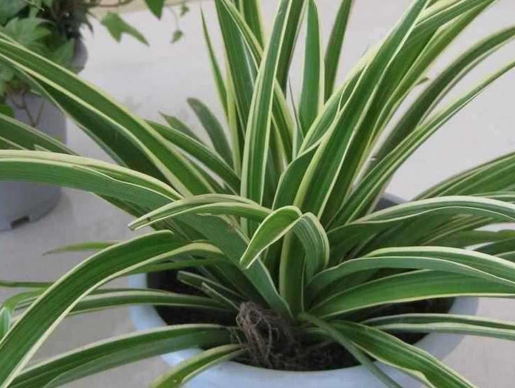 3种花号称空气净化器，冬季室内养几盆，空气清新家人舒心