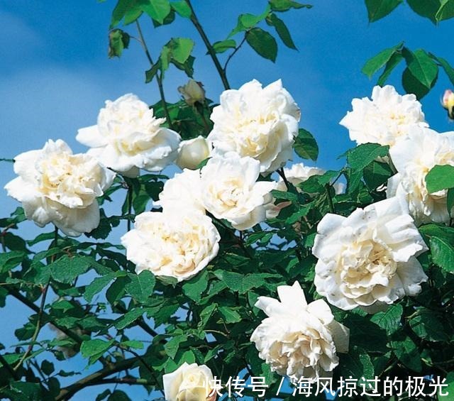 夏洛特|20种月季花品种介绍,简直美爆了!收藏啦……!