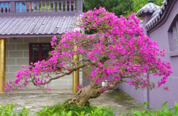 盆景|三角梅养成盆景又美又飒，爬成花墙热情浪漫，爆花成球秘诀在这
