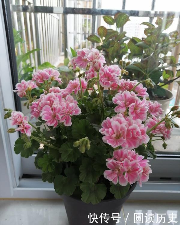 封闭阳台养啥花?天竺葵—“童话故事”,你值得拥有