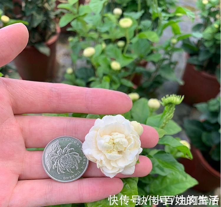 茉莉|此花号称“花中仙”,姿态端庄赛玫瑰,花期200天,新手也能养