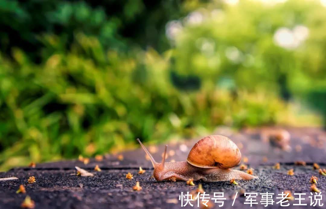 宿新市徐公店#杨万里最经典的10首诗词,映日荷花,午梦扁舟,读一次治愈一次