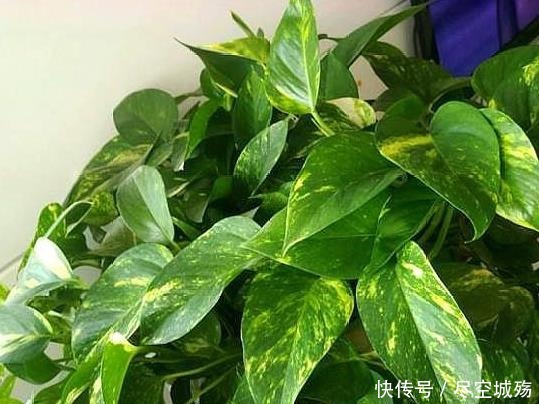绿萝|家庭养绿萝,学会最“实用”的方法,叶片绿得滴油,疯长不停!