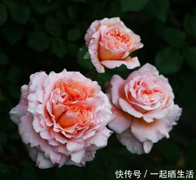  去年买的月季，花越开越小颜色越来越淡。用这几招马上恢复如初！