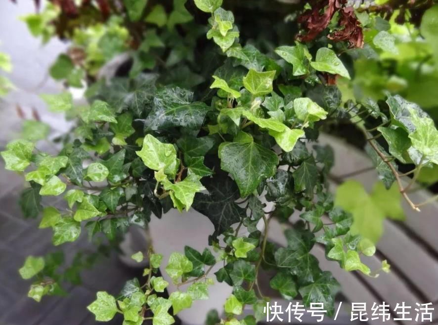 光照不好的地方，养这3种花，一样长得好