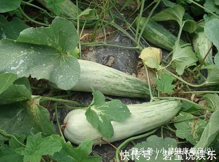 功效|立秋后,晚上当零食吃几片,能保肝护肝,降血压,常食更显年轻