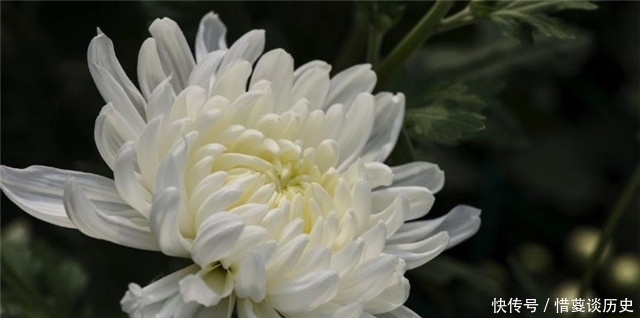 唐詩探菊 令狐楚家的白菊花到底有多美 讓白居易劉禹錫李商隱都留詩 中國熱點