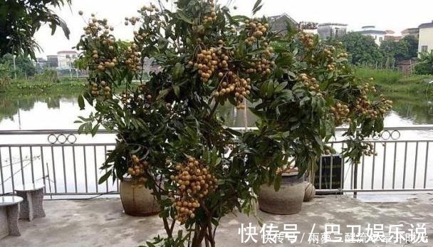 小森林|2种“贵”水果，果核别丢，扔在花盆里，变成小森林，果子随便摘