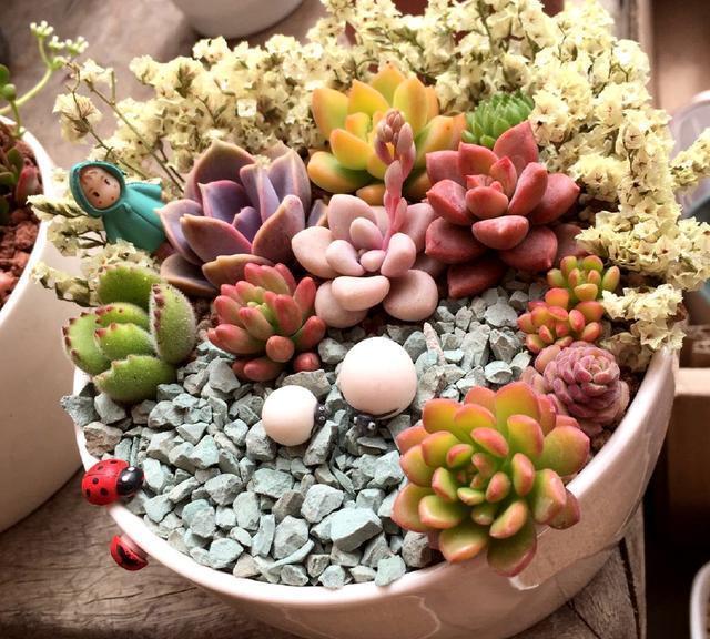 搭配|10块钱买了一堆不知名的多肉,回家这样搭配起来,30天大变样