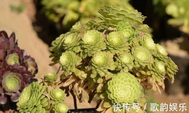 绿爪|送朋友多肉又不落俗套？红橙黄绿青蓝紫彩虹系7色多肉了解一下！