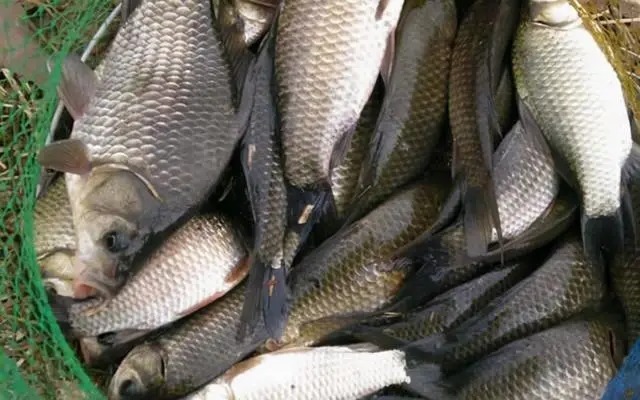 熟悉掌握鲫鱼的五个生理习性,哪个季节都能轻松钓到大鲫鱼