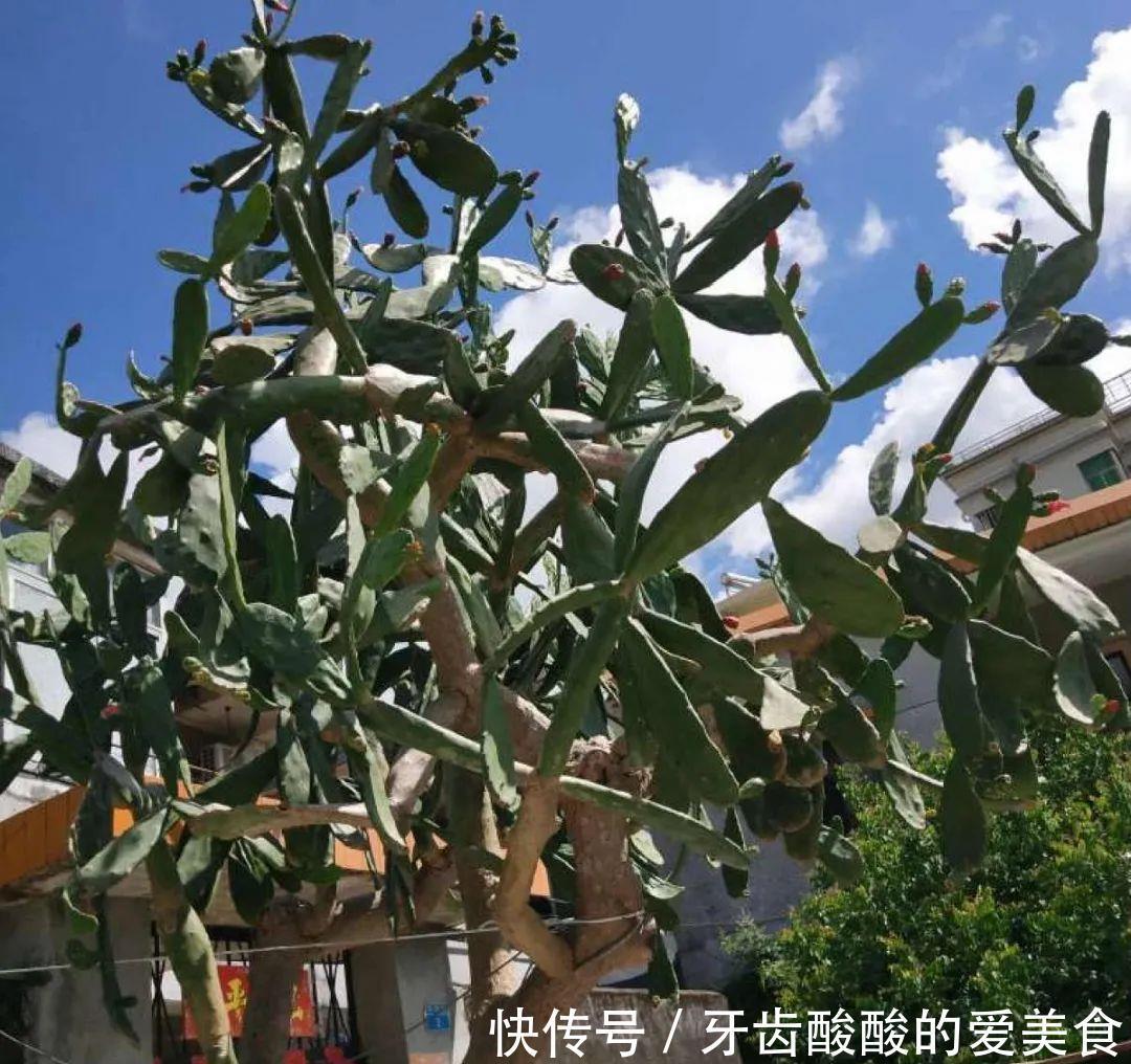 养花达人:38年前,掏家底儿买的2盆花,1盆被偷,1盆传给孙子