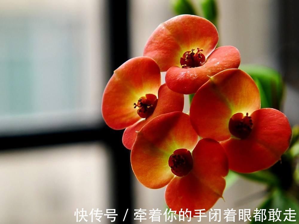 扶桑花|4种“花长寿”，一开花一整年，365天不间断，养一盆老划算