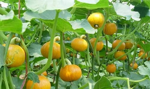 蕹菜|适合女性吃的三种食物，美容养颜，改善体质，早吃早受益！