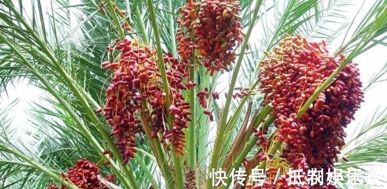 常吃|農村一種不常見的果子，可能很多人不認識，不過常吃可以保護肝臟
