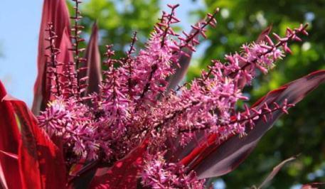 朱蕉叶片色彩越来越差了,有什么办法可以让它恢复呢