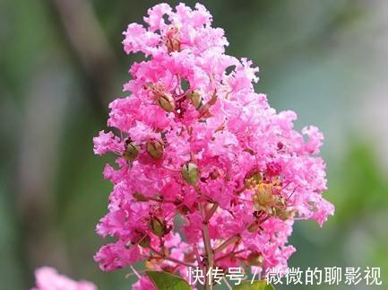 疑露堂前紫薇花两株，每自五月盛开，九月乃@谁说花无百日红，紫薇，从诗词里走出来