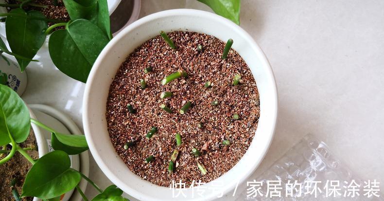 进入10月，建议扦插5种花，温度适宜利于生根，成活率直线上升