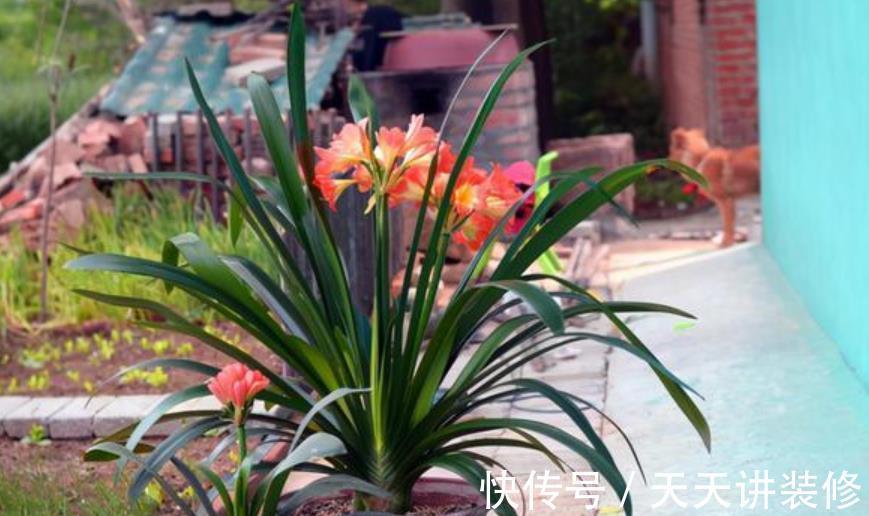 植株|秋天给君子兰，少做一件事，换盆白费力，做好了根系壮开花旺