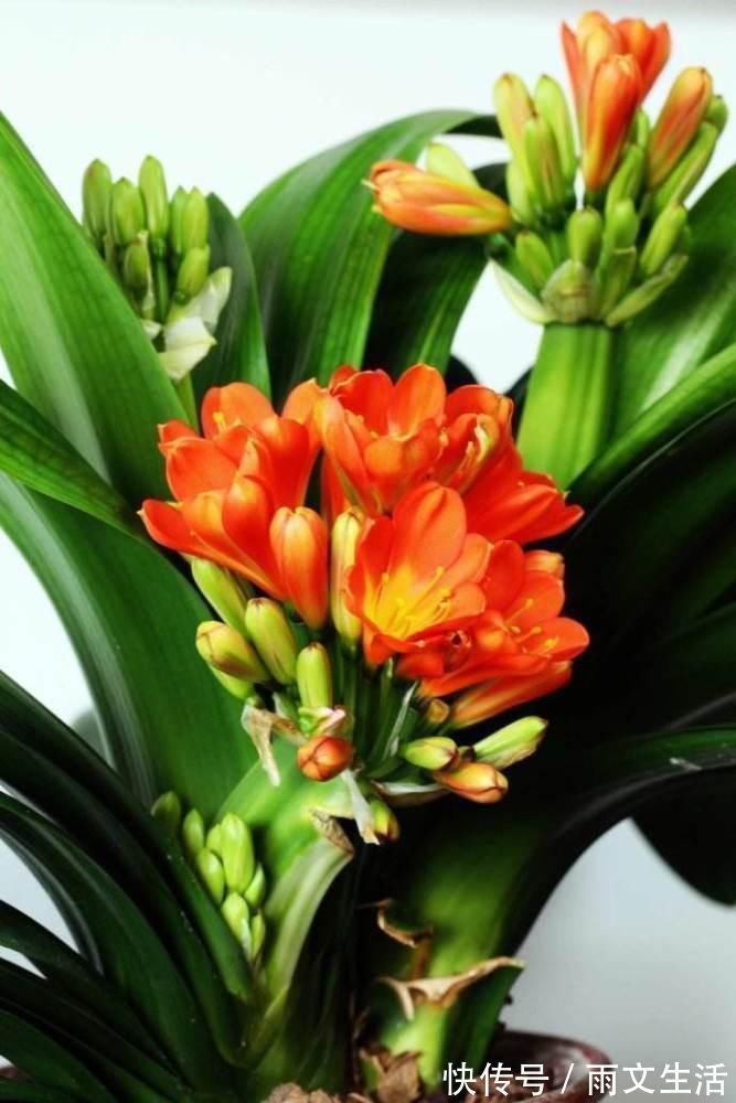 开花|养君子兰的要注意了,12月是黄金时期,能不能开花就看这个月份