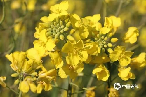 是春天了！云南油菜花盛放 沐浴春风万顷黄