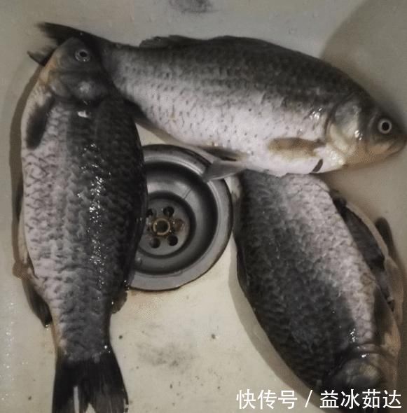 想喝鲫鱼汤却不会做?教你一招,汤汁奶白无腥味,味浓营养高!