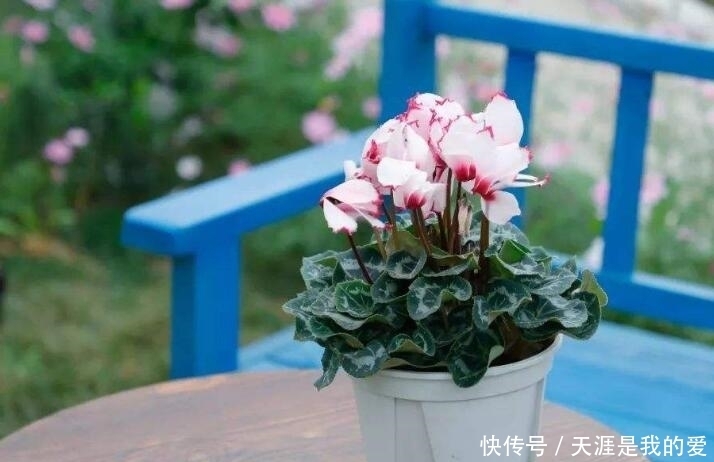 养仙客来盆栽,紧抓4个关键环节,花苞早开放