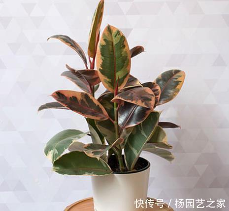 寒冷|寒冷的冬天阳台“冷清”,养5种花,叶子比花美,不开花也漂亮