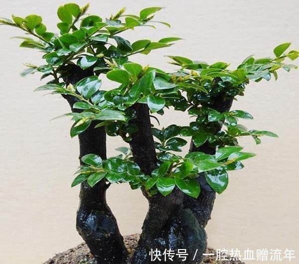 小叶紫檀|有钱人家里必养的3种树家有招财树，想不发财都难了！