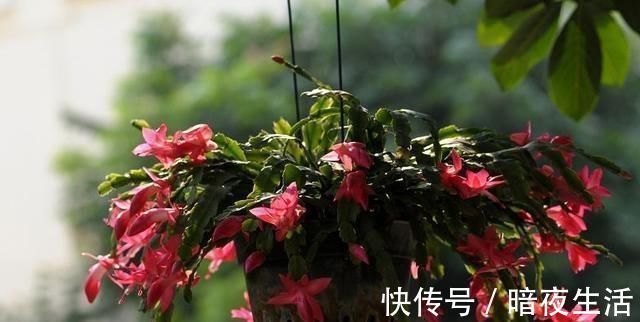 蟹爪兰|给蟹爪兰浇水,没抓住“关键点”,蟹爪兰养不好,浇了也“白浇”