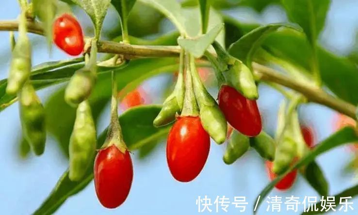 蒲公英根|春天,蒲公英,浑身是宝,对人体有4大好处,但3类人不宜吃