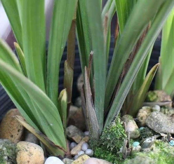 给兰花分盆，掌握一个“小原则”，不伤苗、服盆快、猛开花！