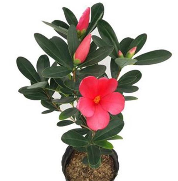 养花在于精而不在于多,六种花卉中的珍品,养一样也值得